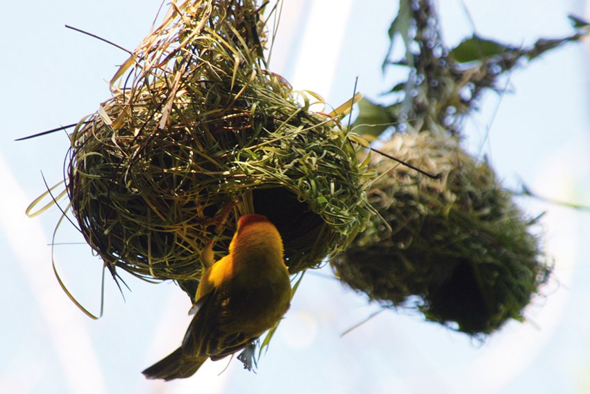 Nest des Weber-Vogels: Mit gro&#223;er Geschicklichkeit errichten die Tiere ihre Nester aus d&#252;nnen Grashalmen. Die Halme werden in frischem Zustand abgebissen und eingewebt. Bereits nach kurzer Zeit trocknet die Sonne die gr&#252;nen Halme aus, das Nest verfestigt sich und &#228;ndert seine Farbe. Foto: Molzer-Sauper 