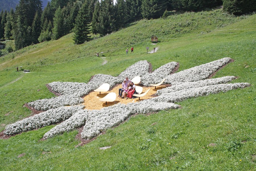 Das gr&#246;&#223;te Blumenedelwei&#223; der Welt ist auf eine Privatinitiative der Familie Senn (siehe Bild) zur&#252;ckzuf&#252;hren. (Foto: Sennh&#252;tte)