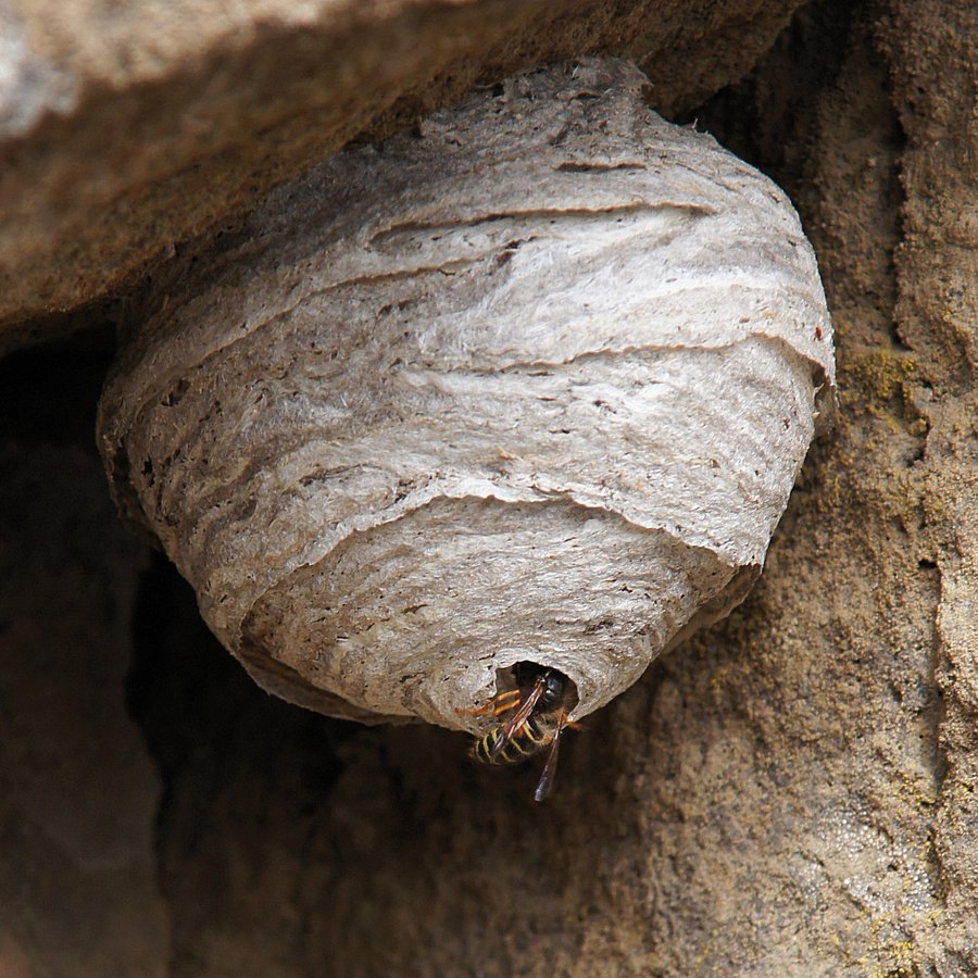 Wespennest: die papierartige Konstruktion besteht aus einer &#228;u&#223;eren H&#252;lle mit geschlossenen Lufttaschen, im Inneren werden 3 bis 6 Wabenetagen eingebaut. Foto: Molzer-Sauper 